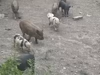Boar, Pigs — photo 3