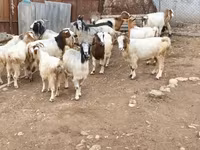 Cabra, Damask goat — foto 3