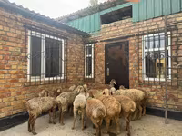 كبش, Rhon sheep — الصورة 3