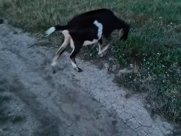 Cabra, Cabras