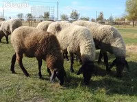 Schaf, Tsigai sheep — Foto 1