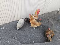الدجاجة الدنماركية — الصورة 2