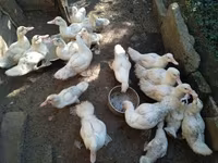 Ducks — Foto 6