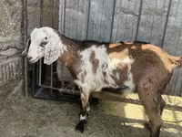 Koza, Nubian Goat — zdjęcie 1