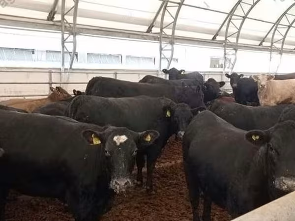 Bovins (lot, sexe non indiqué), Aberdeen-Angus