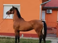 Kůň, Dutch warmblood horse — foto 7