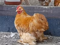 Pékin Bantam — photo 1