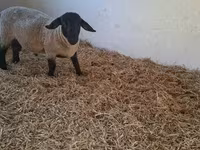 Beran, White Suffolk sheep — foto 4
