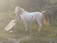 घोड़ा, Azerbaijan horse — फ़ोटो 4