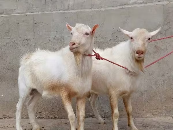 बकरी, Saanen goat
