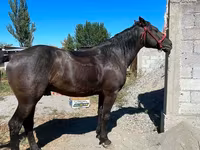 حصان, Karabair horse — الصورة 2