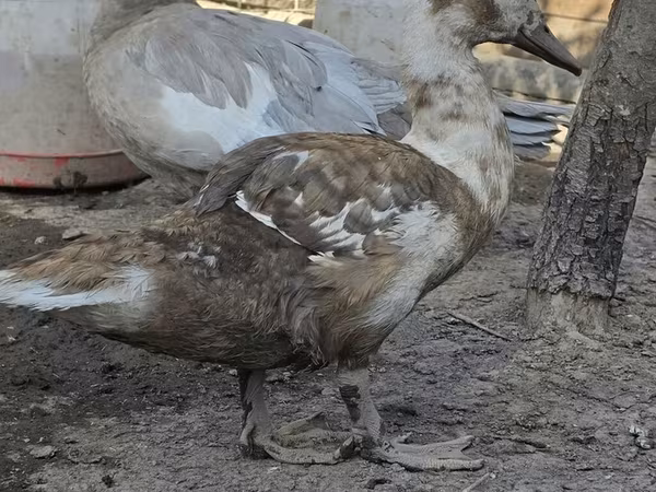 pato criollo doméstico