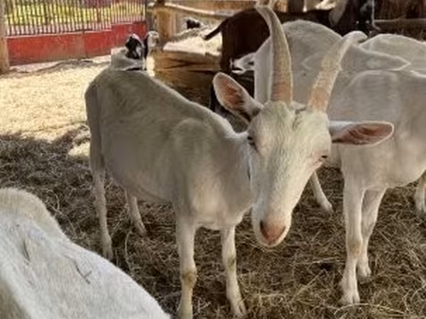 Cabro, Saanen goat