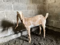 Коза, Nubian Goat — фото 2