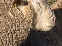Widder, Ile-de-France sheep — Foto 2