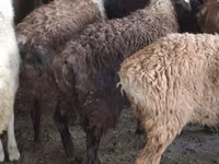 Ram, Sheep — photo 4