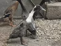 इंडियन रनर — फ़ोटो 1
