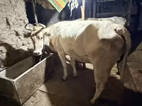 Vache, Ukrainian Brown Dairy Cattle — photo 3