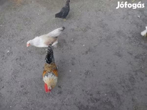 bantam japonais