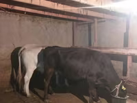 母牛, Auliekol breed — 照片 2