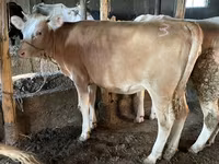Býk, Simmental cattle — foto 1