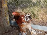 Brahma — photo 2