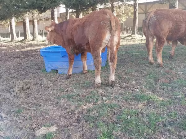 Taureau, Vache limousine