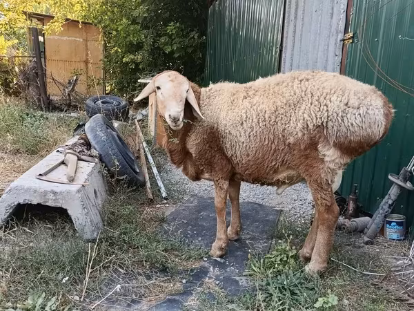 मेढ़ा, Rhon sheep