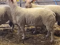 Widder, Charollais sheep — Foto 4