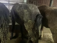 Kůň, Yakutian horse — foto 2
