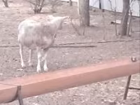 Widder, Cerry Hill sheep — Foto 3