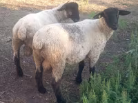 Widder, White Suffolk sheep — Foto 2
