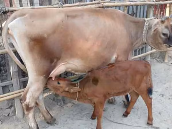 Vache, Race Jersey