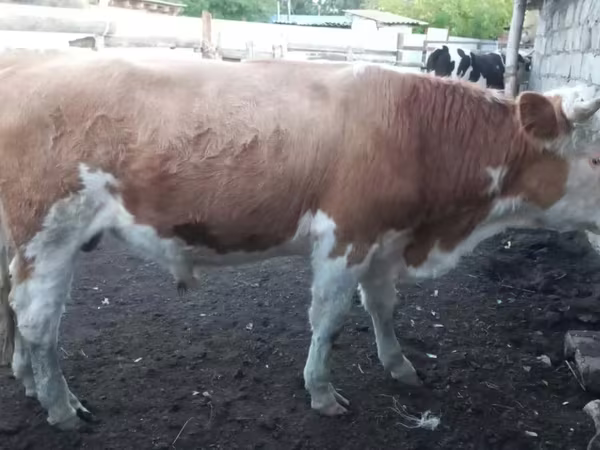 Buğa, Simmental cattle