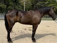 Cheval, Chevaux — photo 1