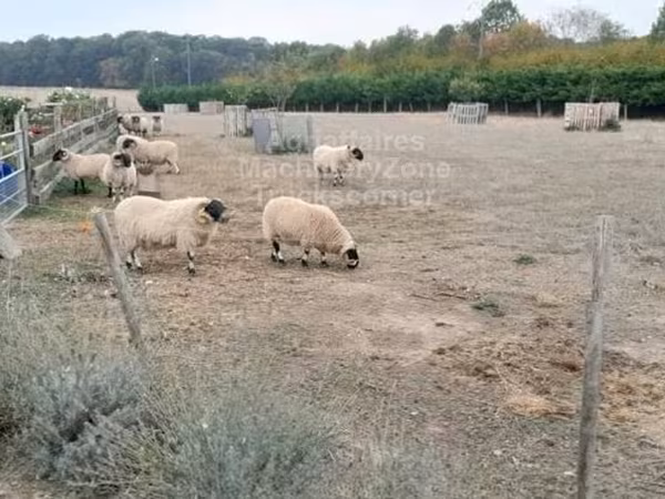 كبش, Scottish Blackface sheep