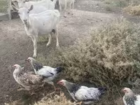 公山羊, Russian White goat — 照片 7