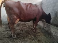 Kuh, Red Estonian cattle — Foto 1