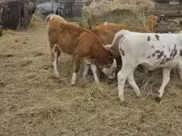 Bovinos (lote, sexo no especificado), Simmental cattle — foto 5