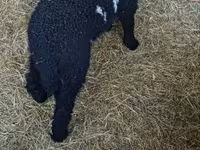 Widder, Wallis Country sheep — Foto 1