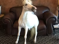 母马, Miniature horse — 照片 3