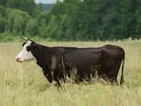 Kuh, Yaroslavl cattle — Foto 2