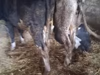 सांड, Russian Black pied cattle — फ़ोटो 2