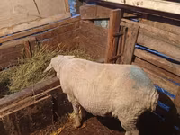 公羊, Merino sheep — 照片 1