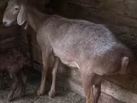 Brebis, Afghan Arabi sheep — photo 1