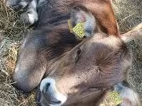 Toro, Raza carpatiana marrón — foto 3
