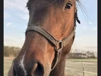 فرس, Nonius horse — الصورة 6
