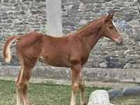 Kůň, Anglo-Arabian — foto 2
