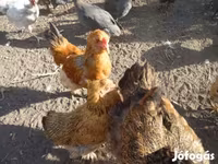 Chickens — zdjęcie 2