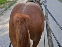 Cheval, Chevaux — photo 2